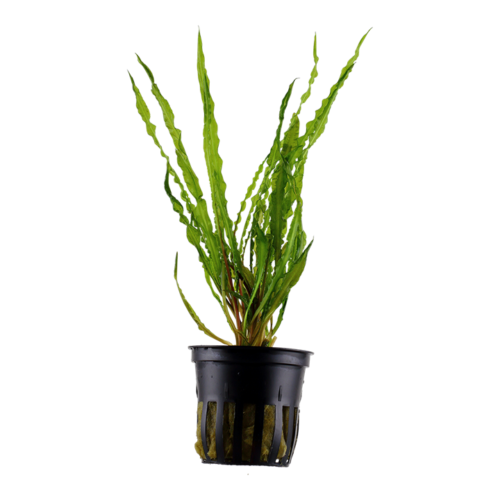 Tropica Potted - Cryptocoryne crispatula