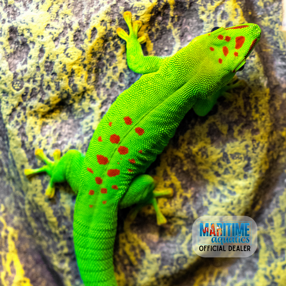 Gecko Madagascar Giant (Phelsuma grandis)