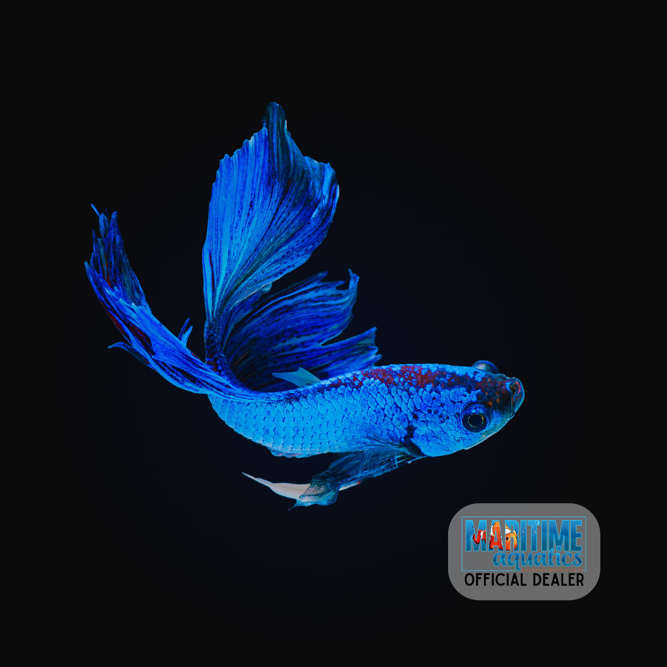 Betta Male (Betta splendens)