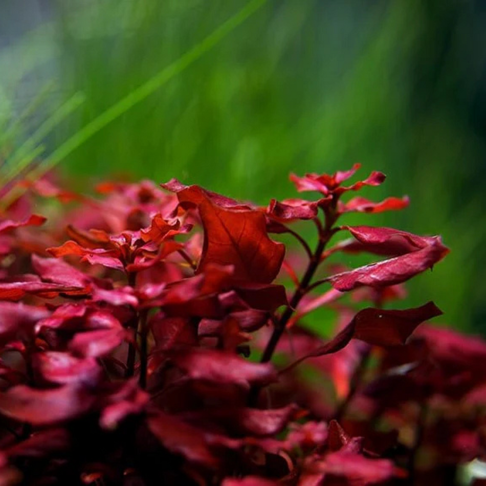 Ludwigia Repens 'Super Red' (Pot)