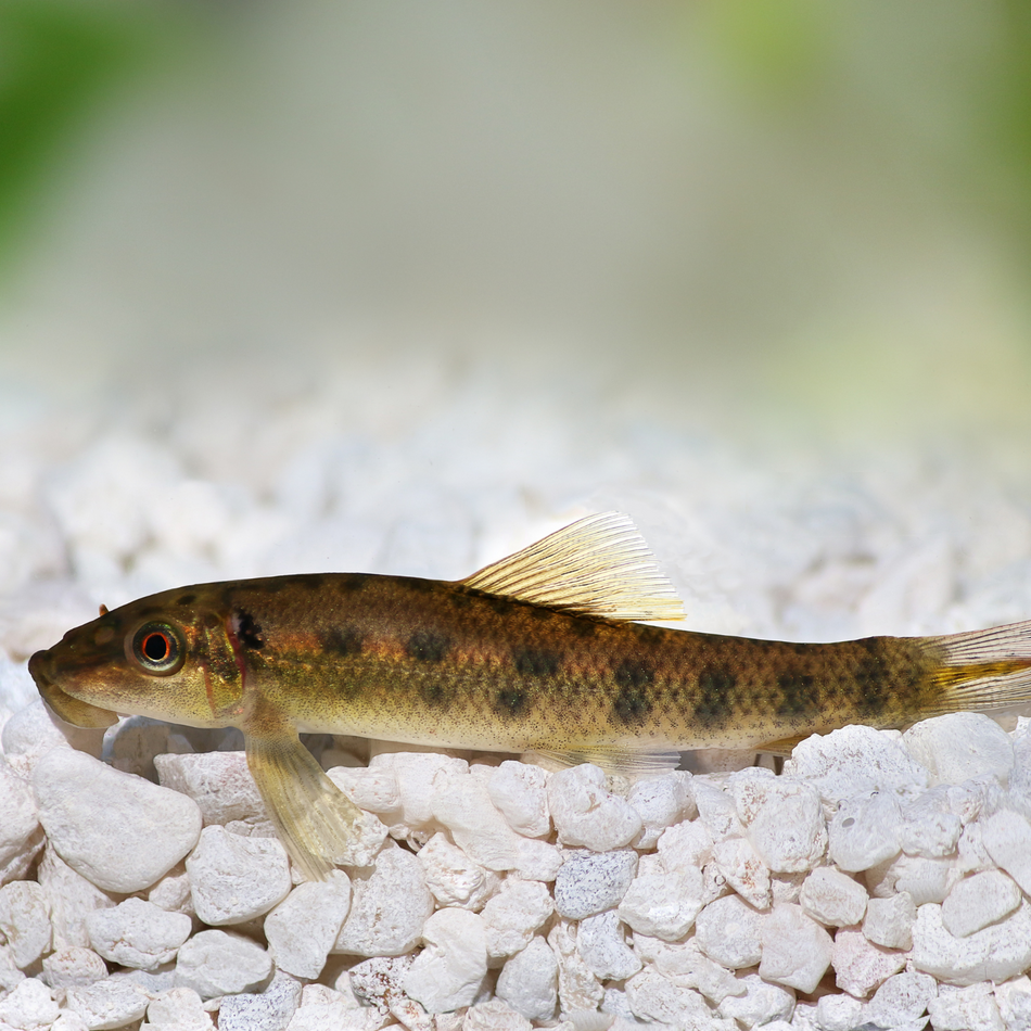 Algae Eater Chinese (Gyrinocheilus aymonieri)