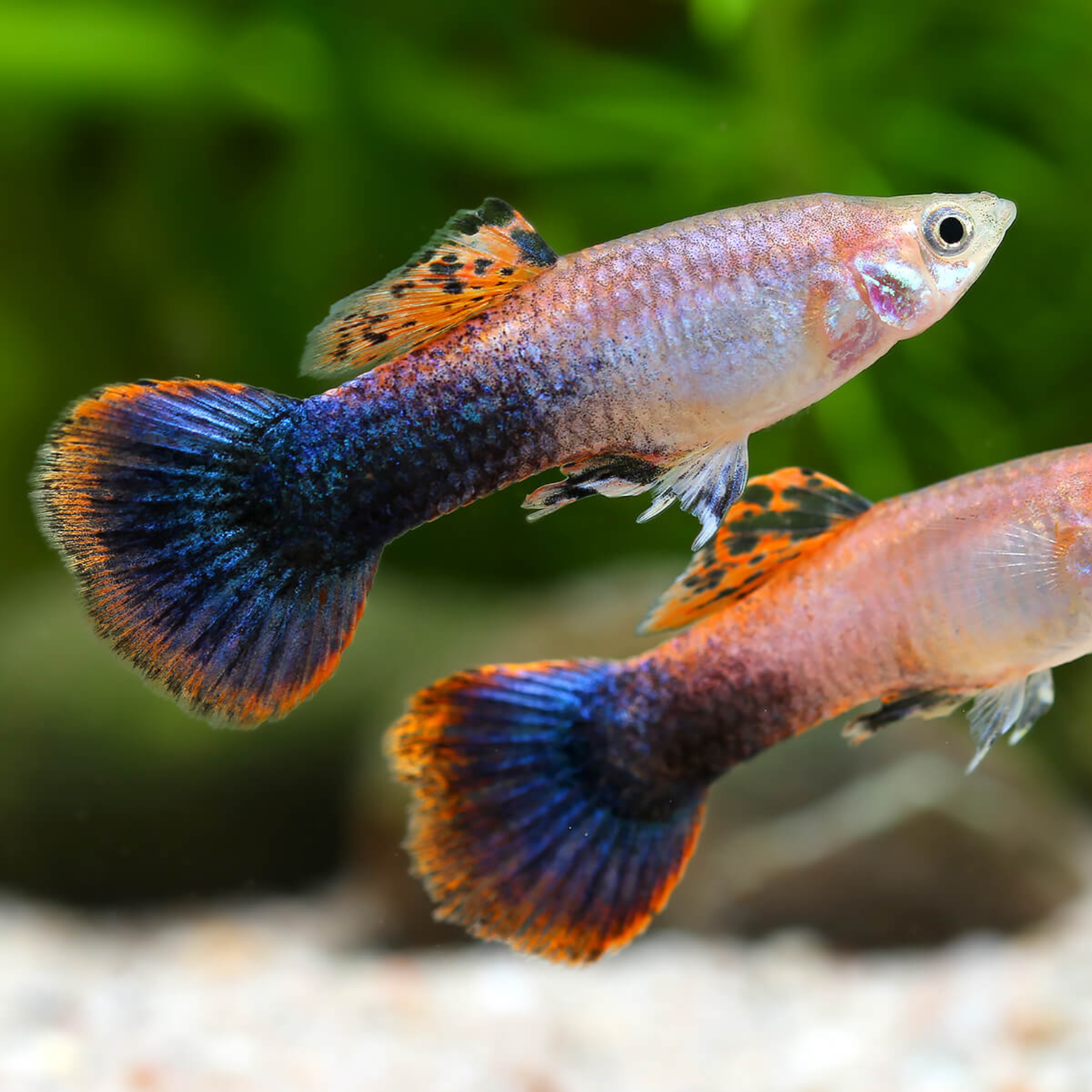 Guppy Pink Tuxedo (Poecilia reticulata)