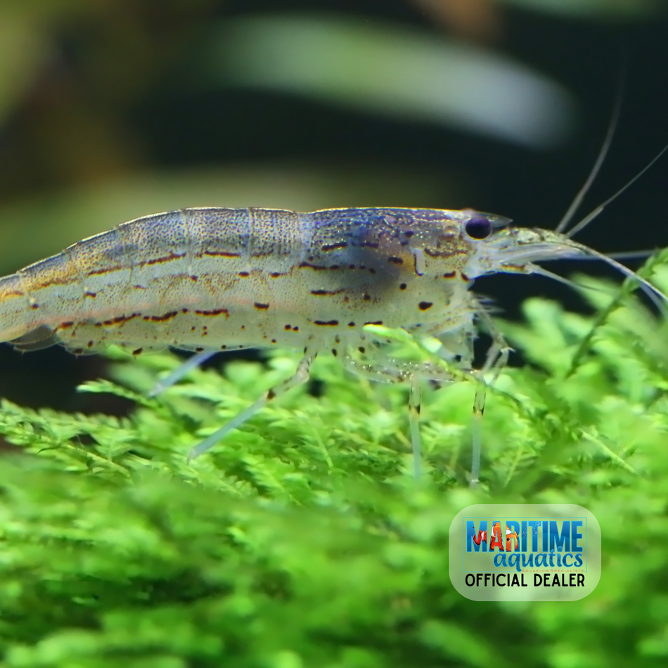 Shrimp Amano (Caridina multidentata)