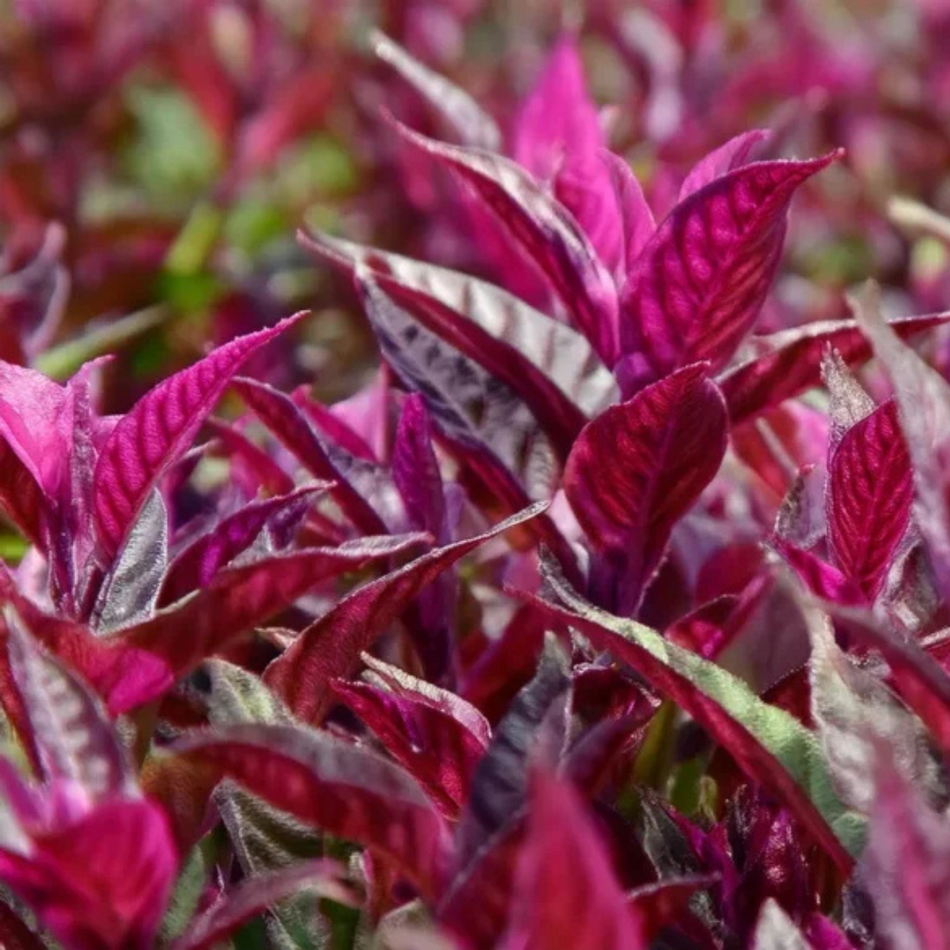 Alternanthera lilacina (Ring Bunch)