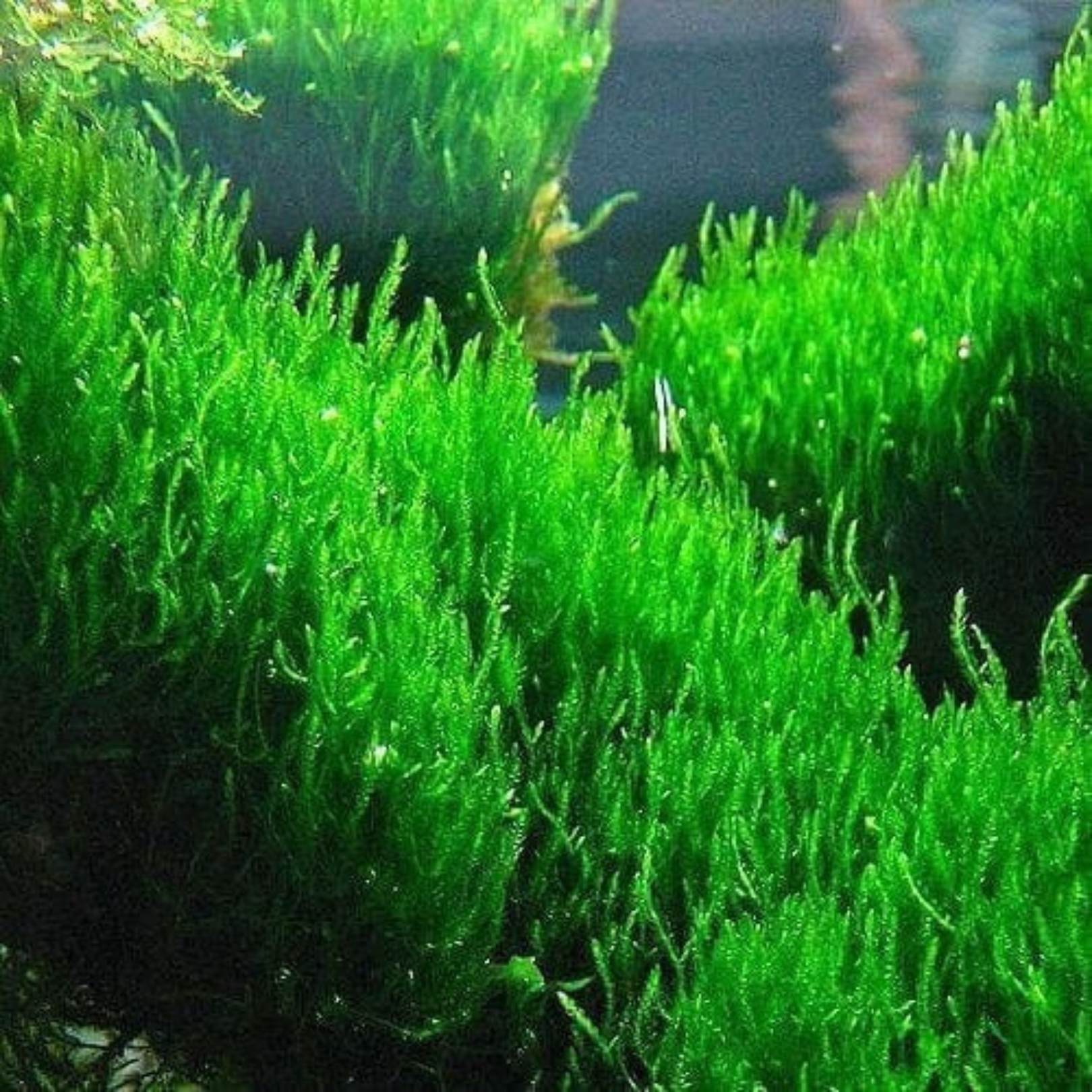 Tissue Culture Taxiphyllum 'Flame Moss'