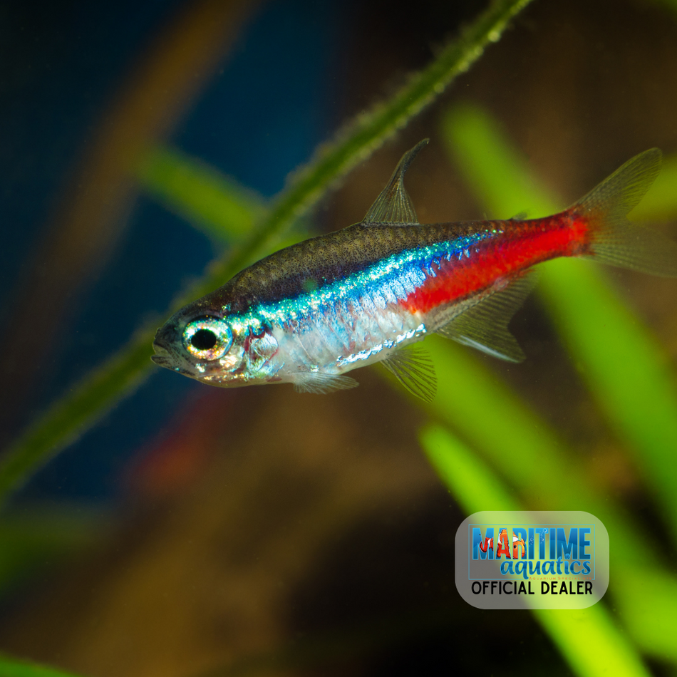 Tetra Neon (Parcheirodn innesi)