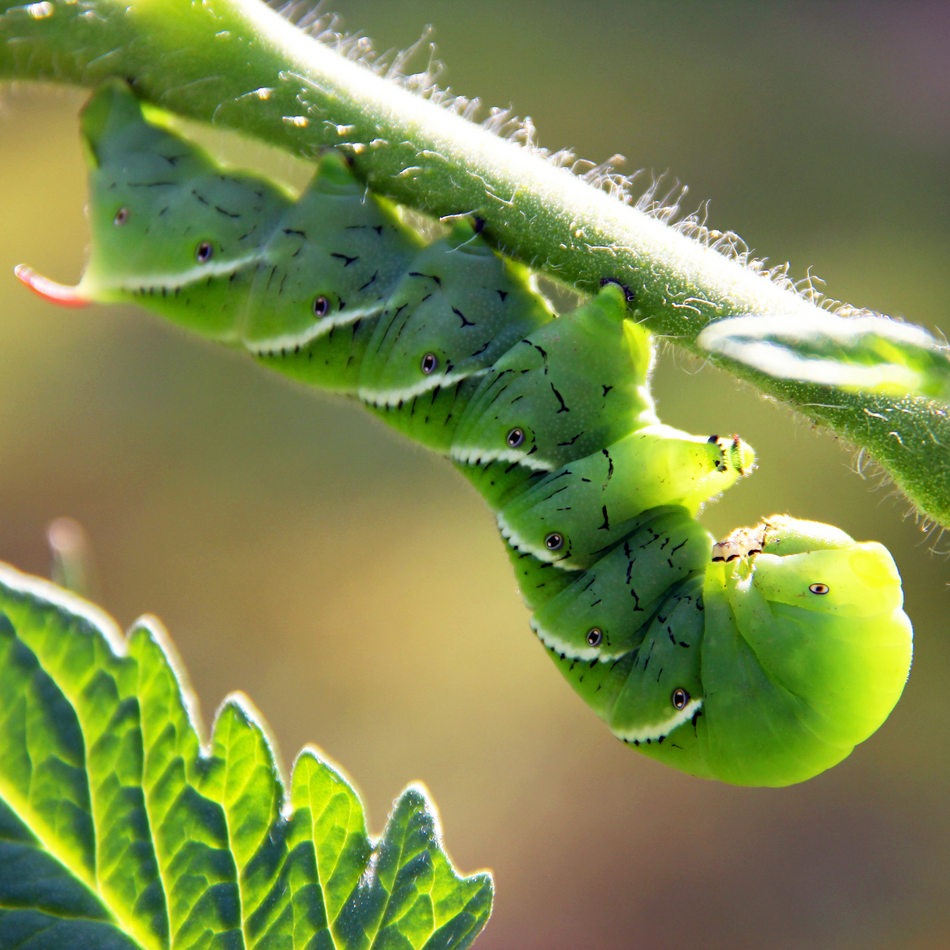 Hornworm