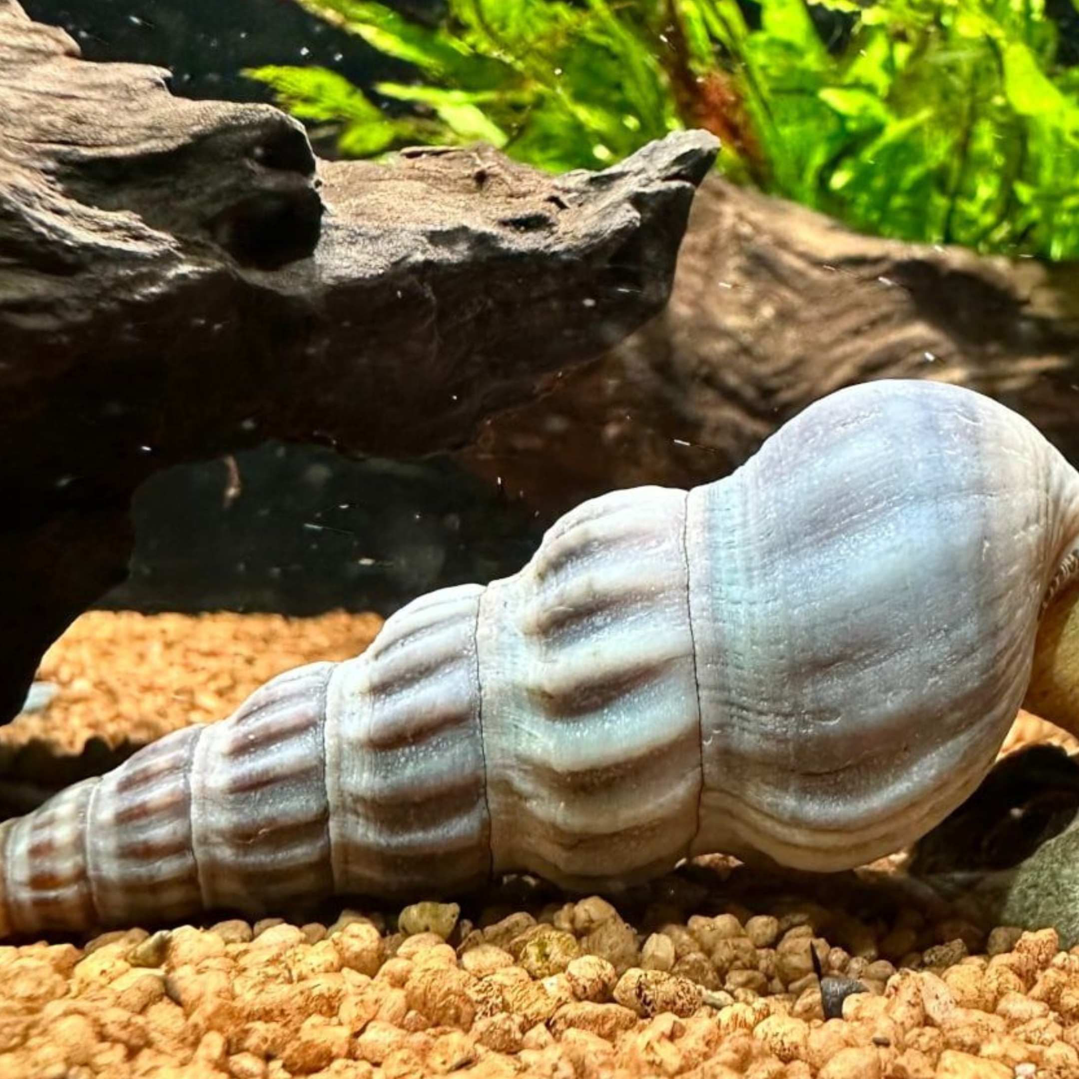 Snail White Hercules (Brotia herculea)