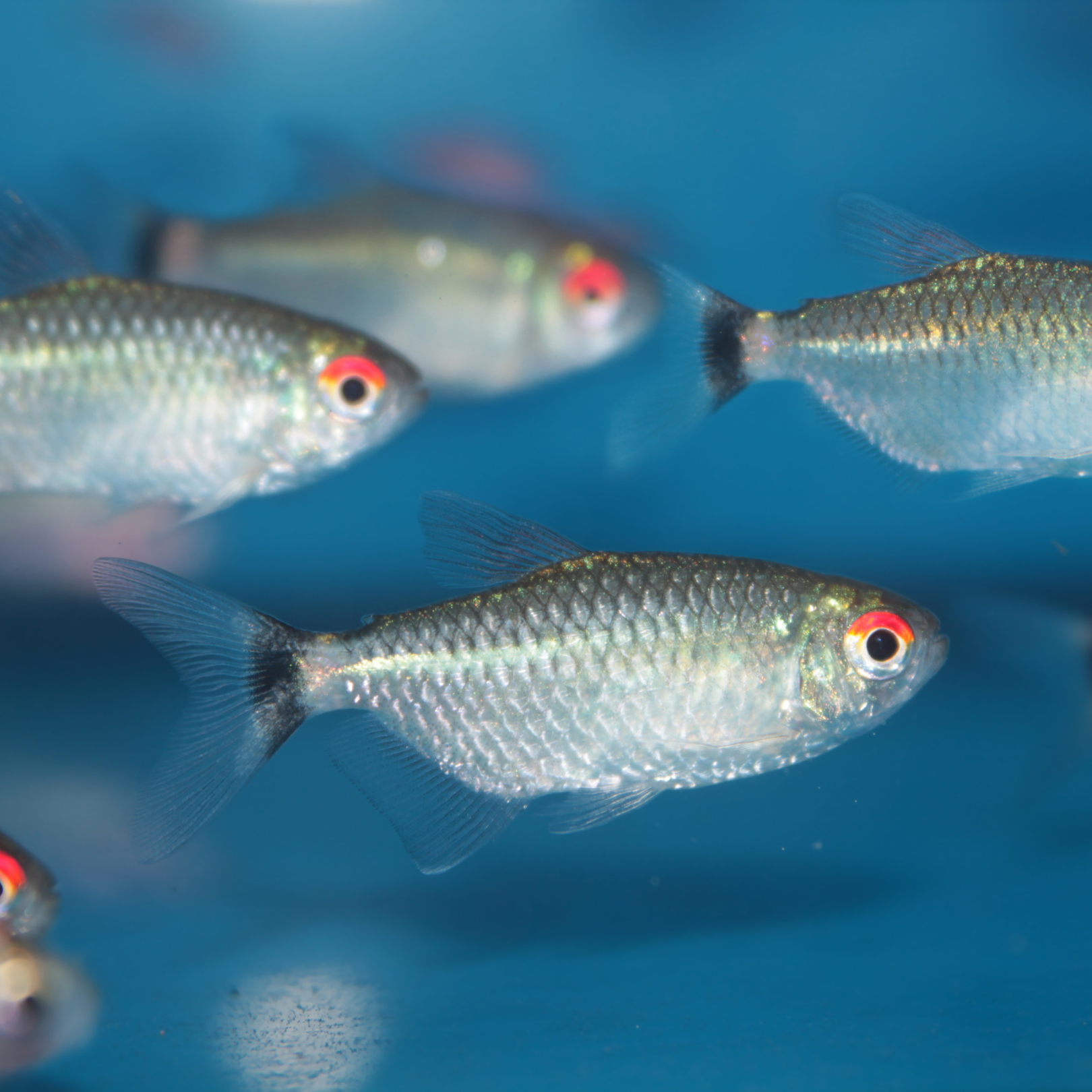 Tetra Red Eye (Moenkhausia sanctaefilomenae)