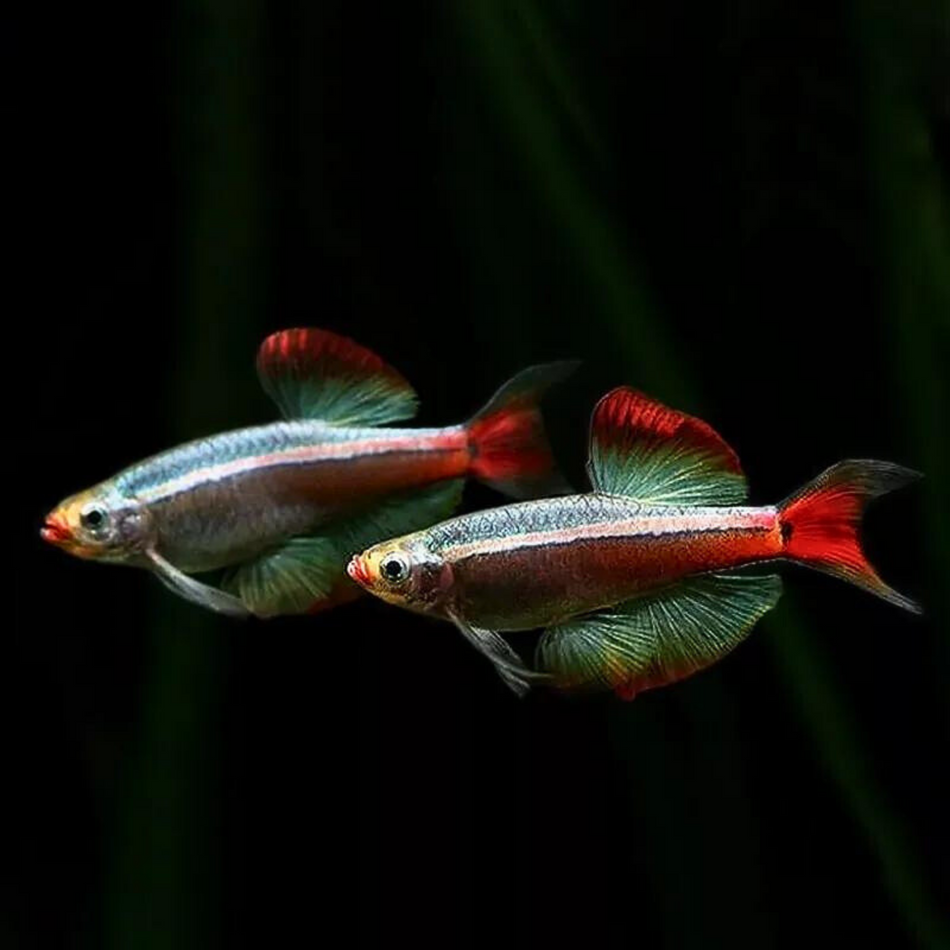 Minnow White Cloud Mountain (Tanichthys albonubes)