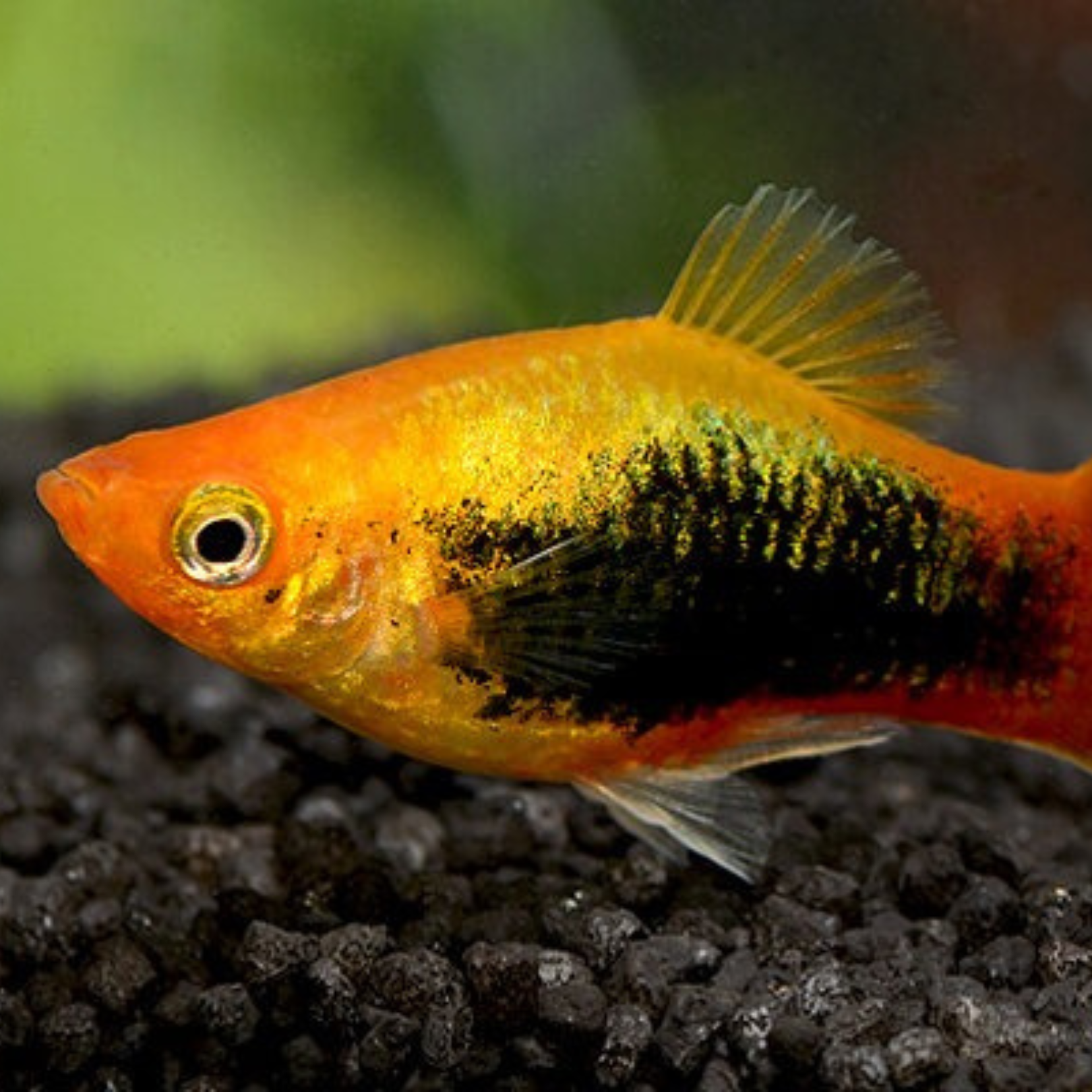 Platy Golden Tuxedo (Xiphophorus maculatus)