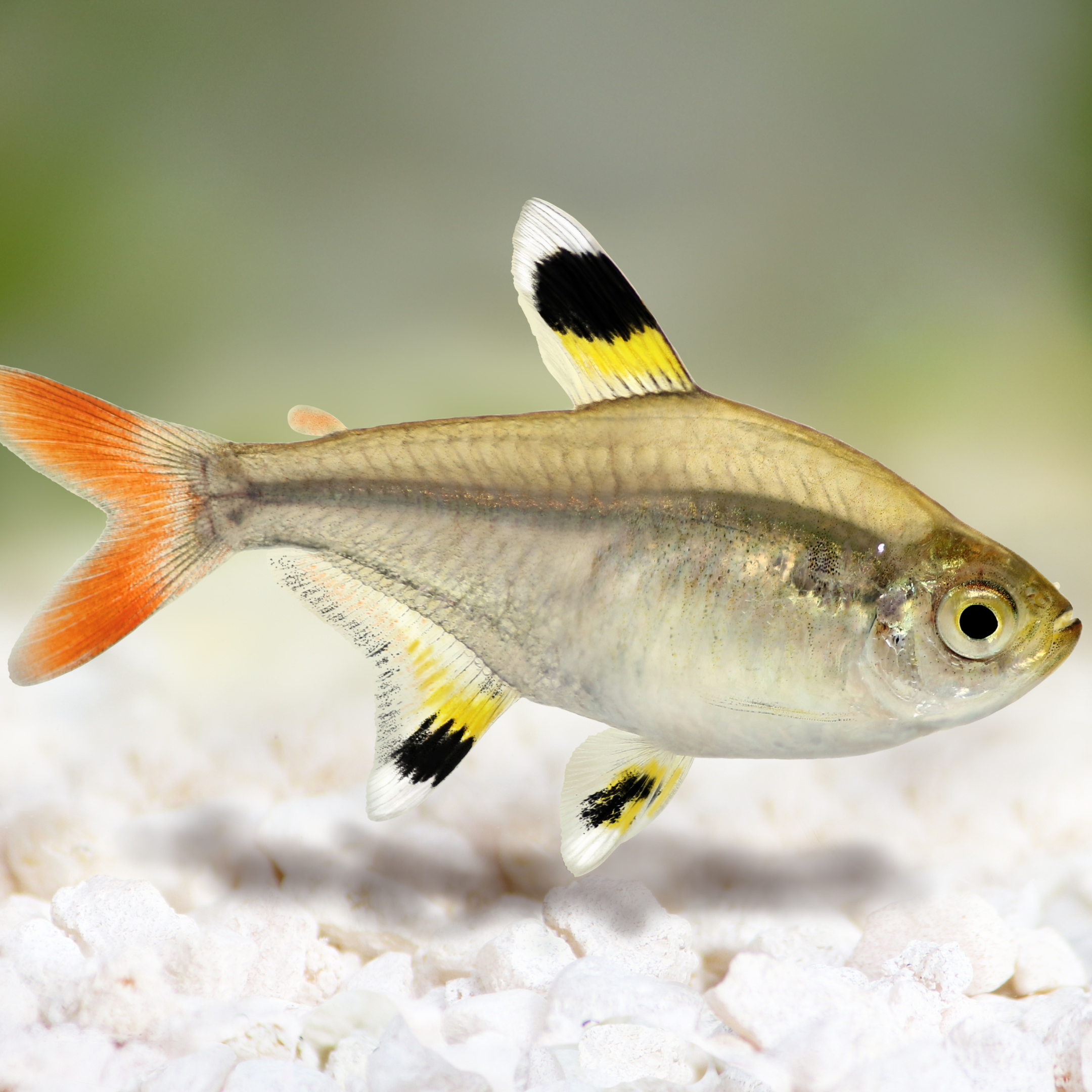 Tetra Pristella (Pristella maxillaris)