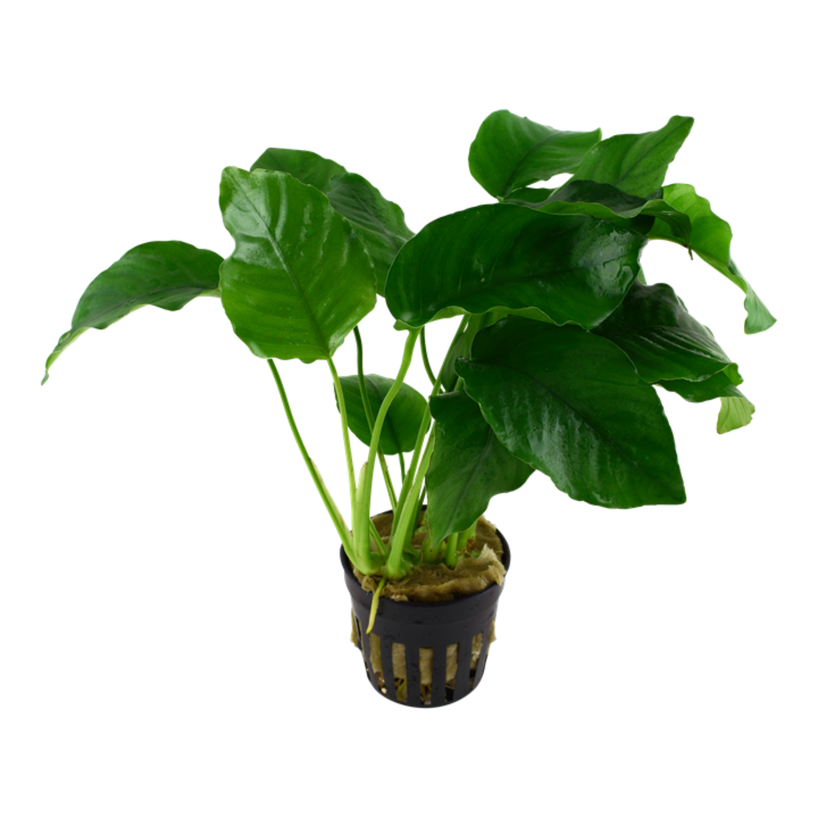 Anubias barteri var. barteri (Ring Bunch)