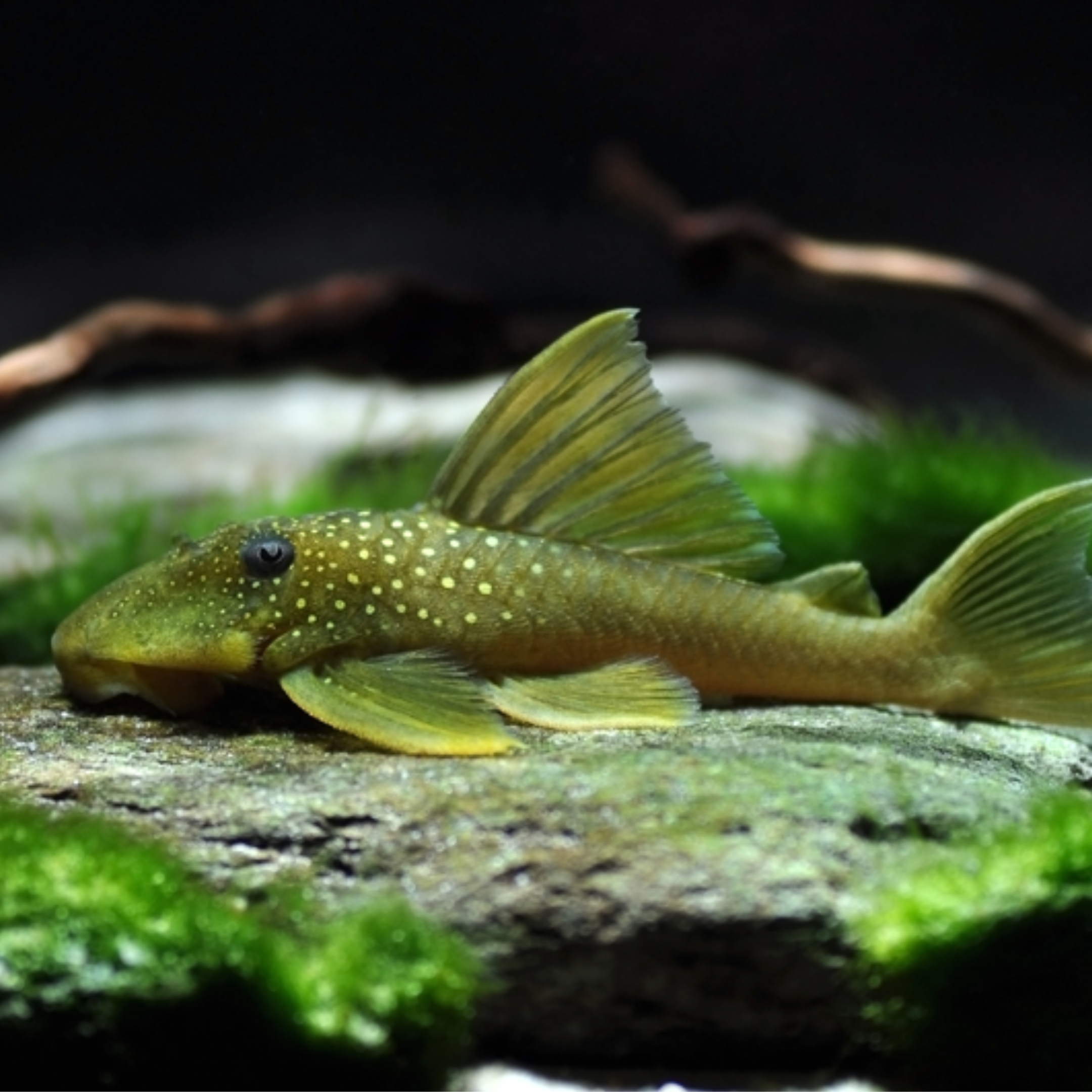 Pleco Green Phantom L-200 (Hemiancistrus subviridis)