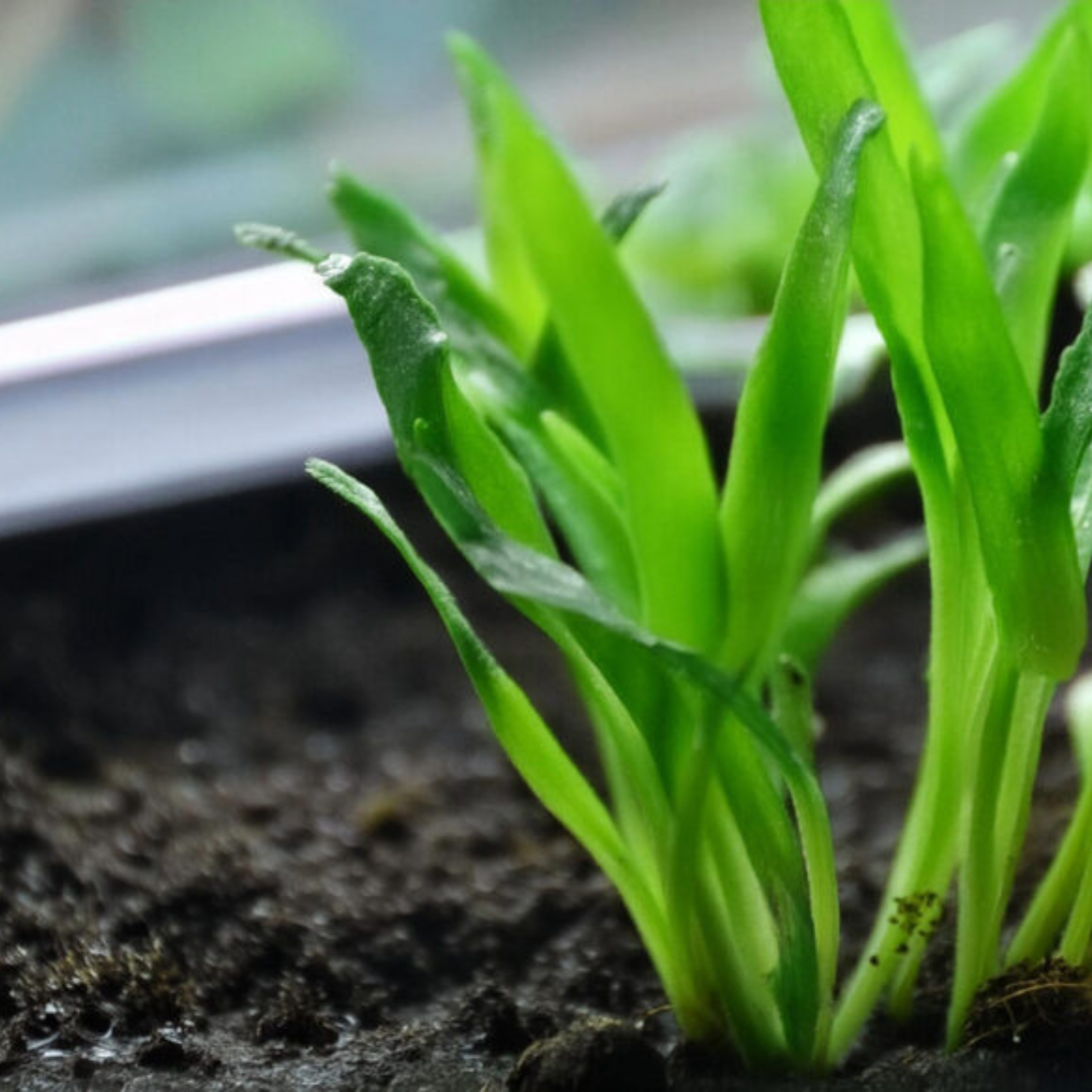 Cryptocoryne parva (Pot)