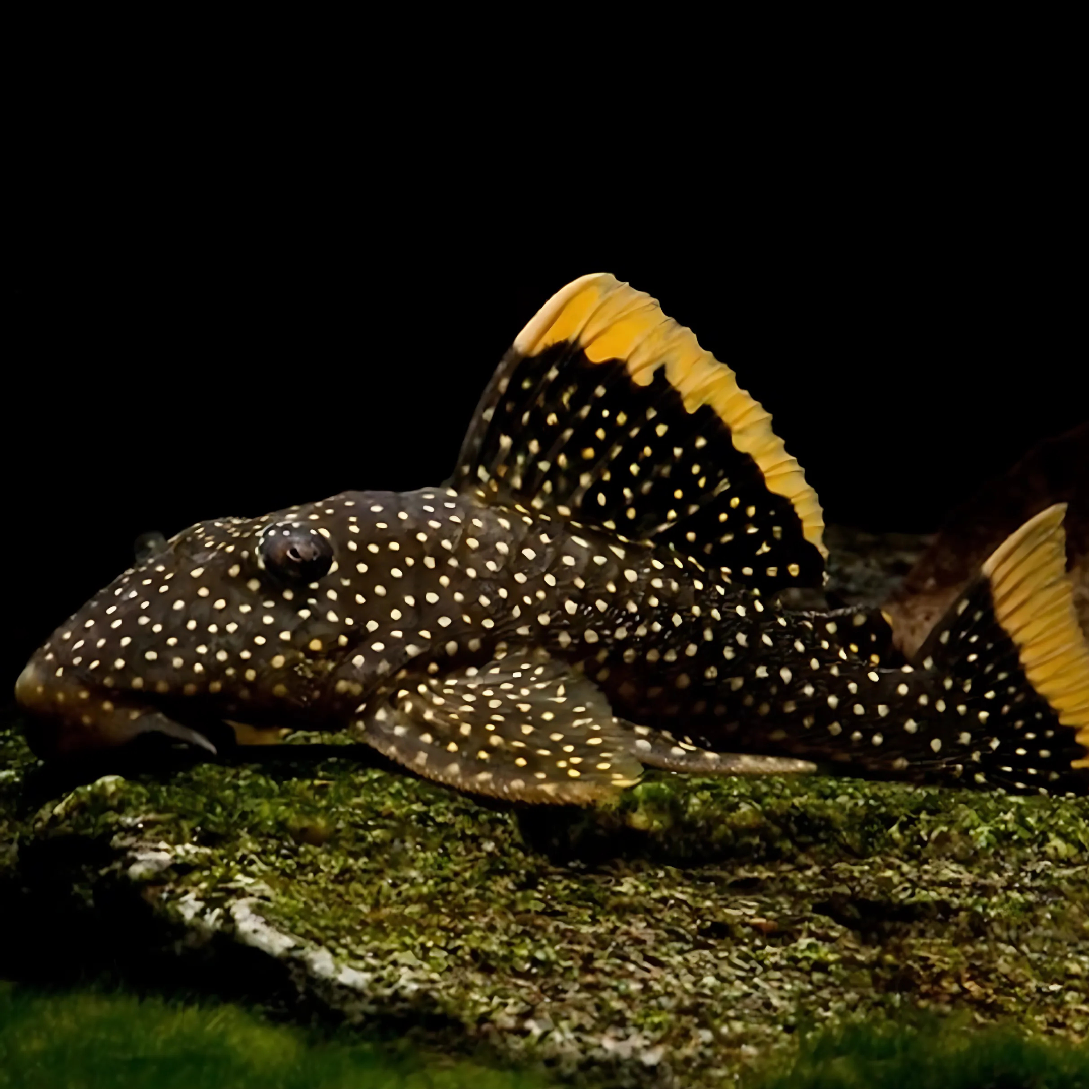 Pleco Gold Nugget L-081 (Baryancistrus cf. xanthellus)