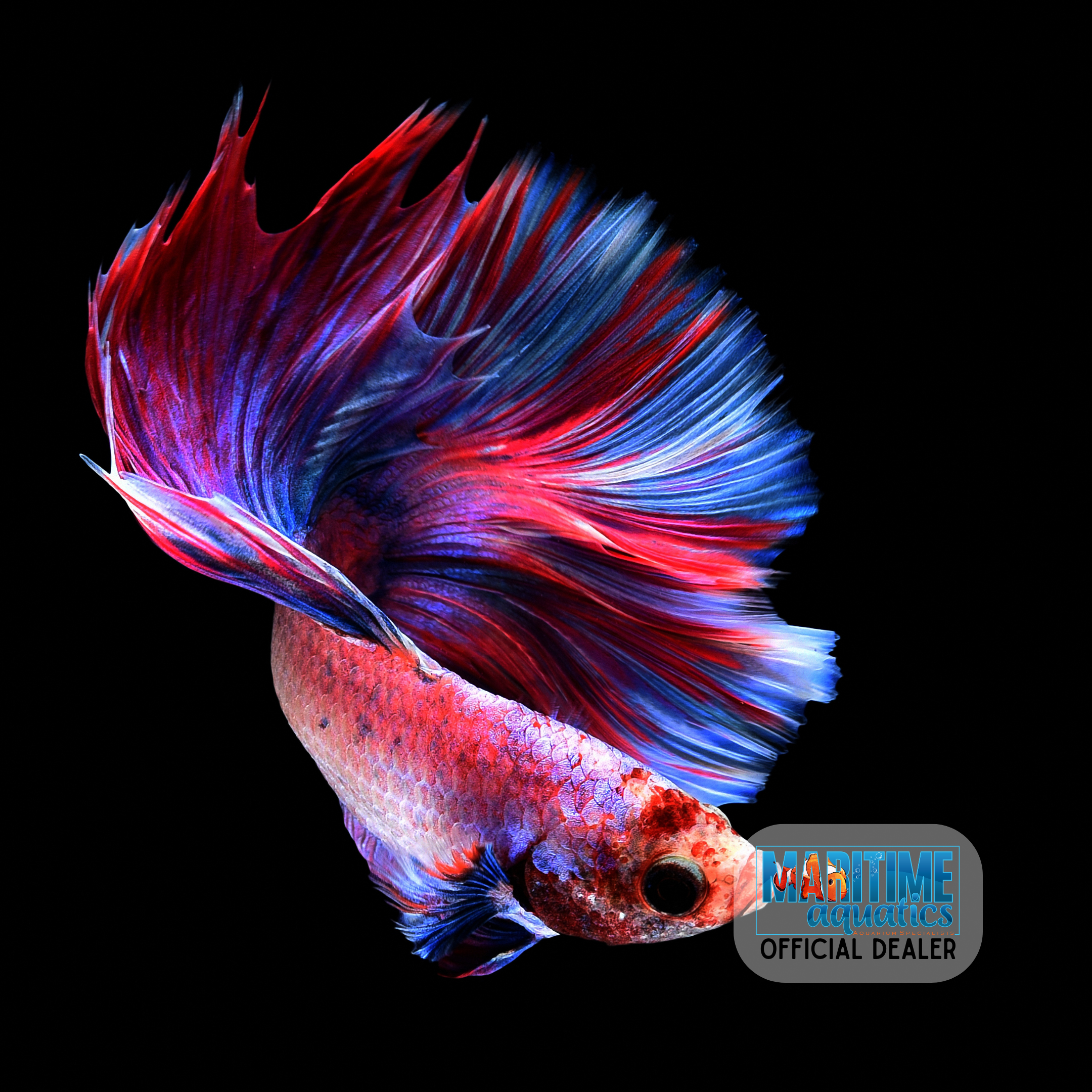 Betta Male (Betta splendens)