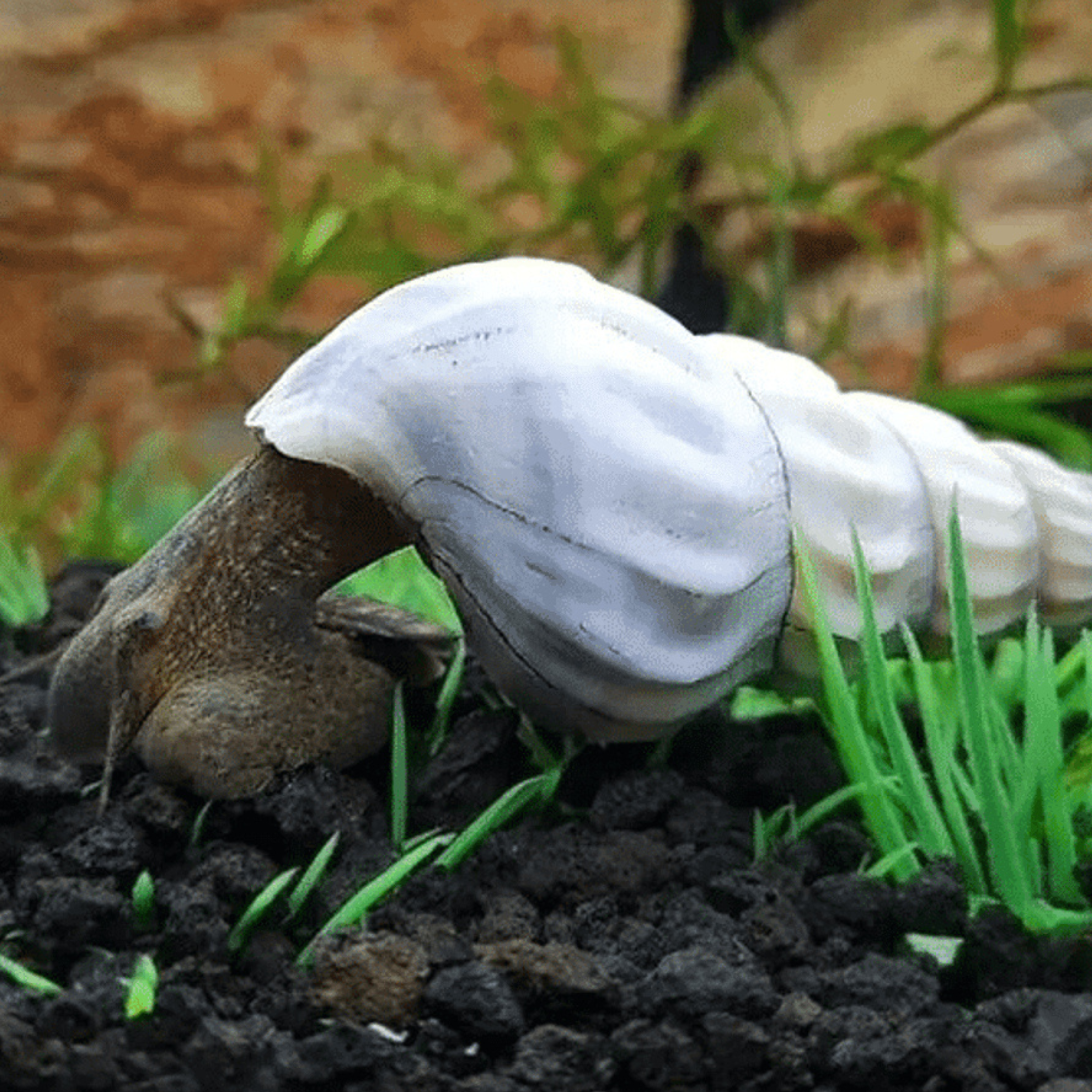 Snail White Hercules (Brotia herculea)