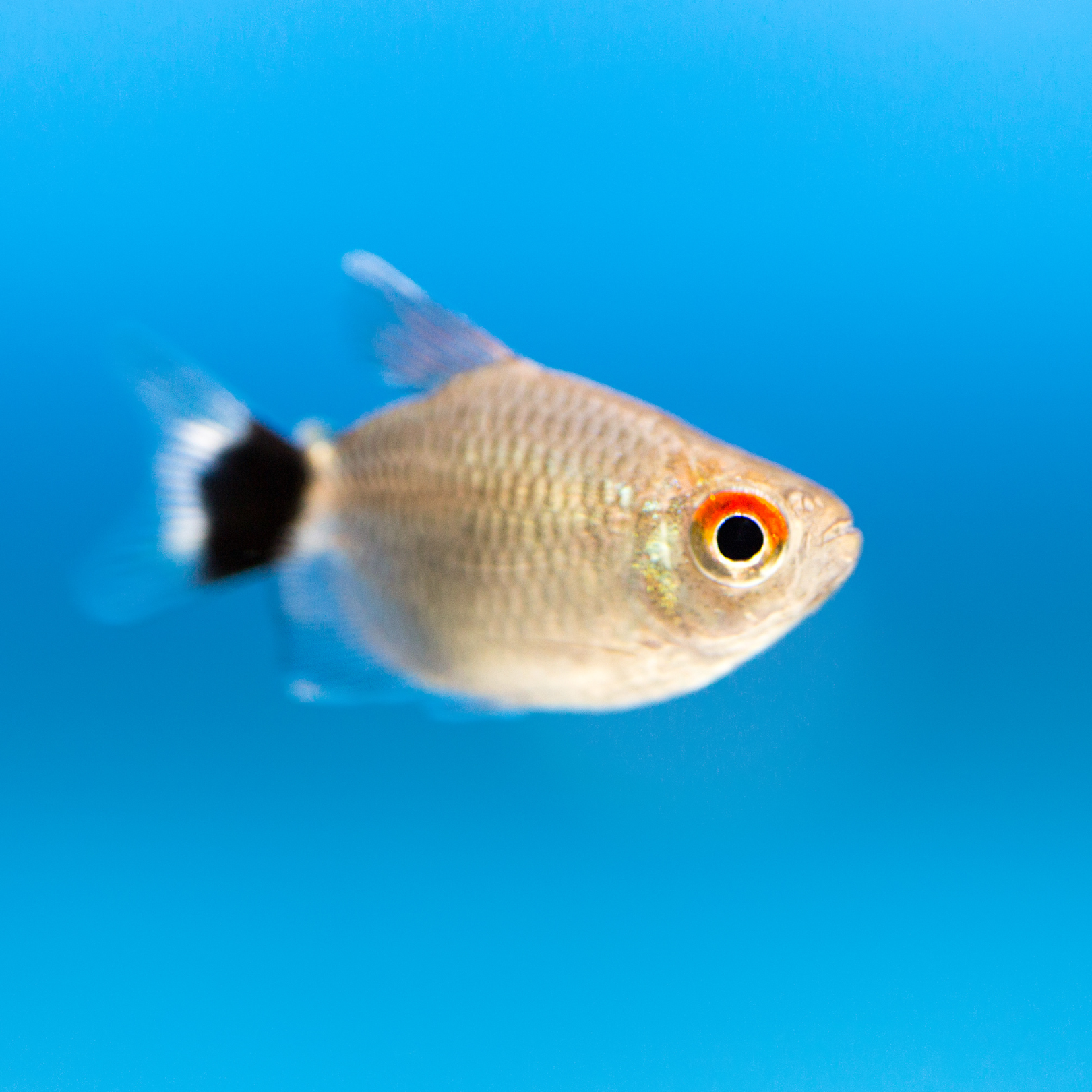 Tetra Red Eye (Moenkhausia sanctaefilomenae)