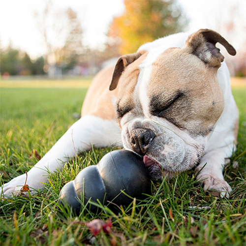 Kong kettlebell clearance dog toy