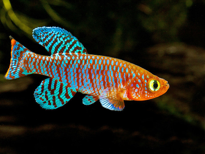 Killifish Rachovii (Nothobranchius rachovii)