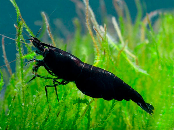 Shrimp Black (Neocaridina sp.)