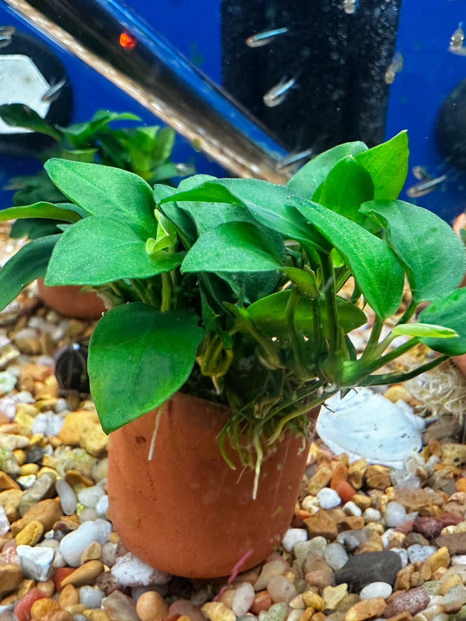 Anubias Nana 'Petite' (Pot)