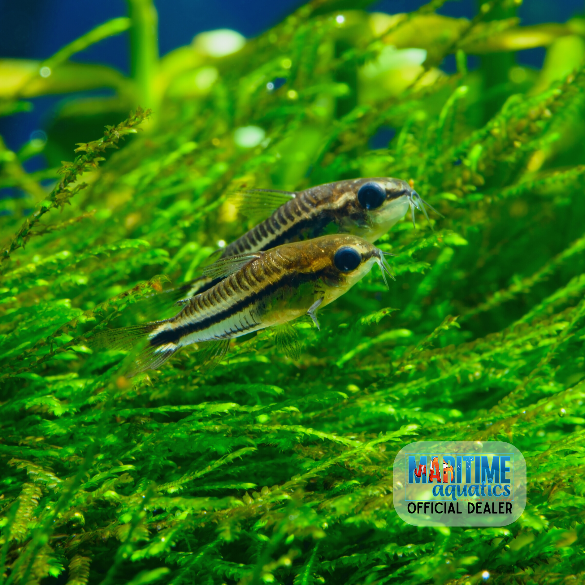 Corydoras Dwarf (Corydoras hastats)