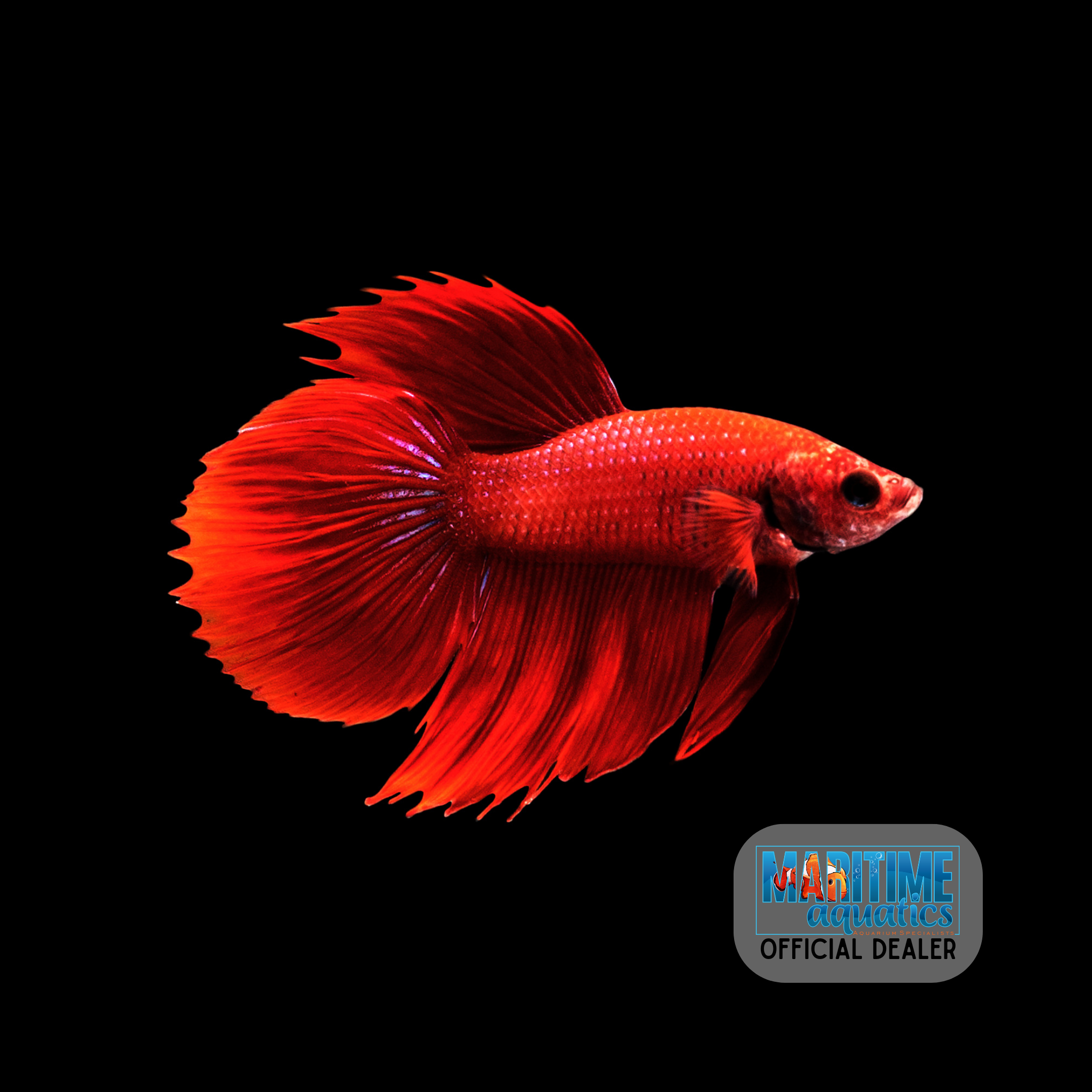 Betta Male (Betta splendens)