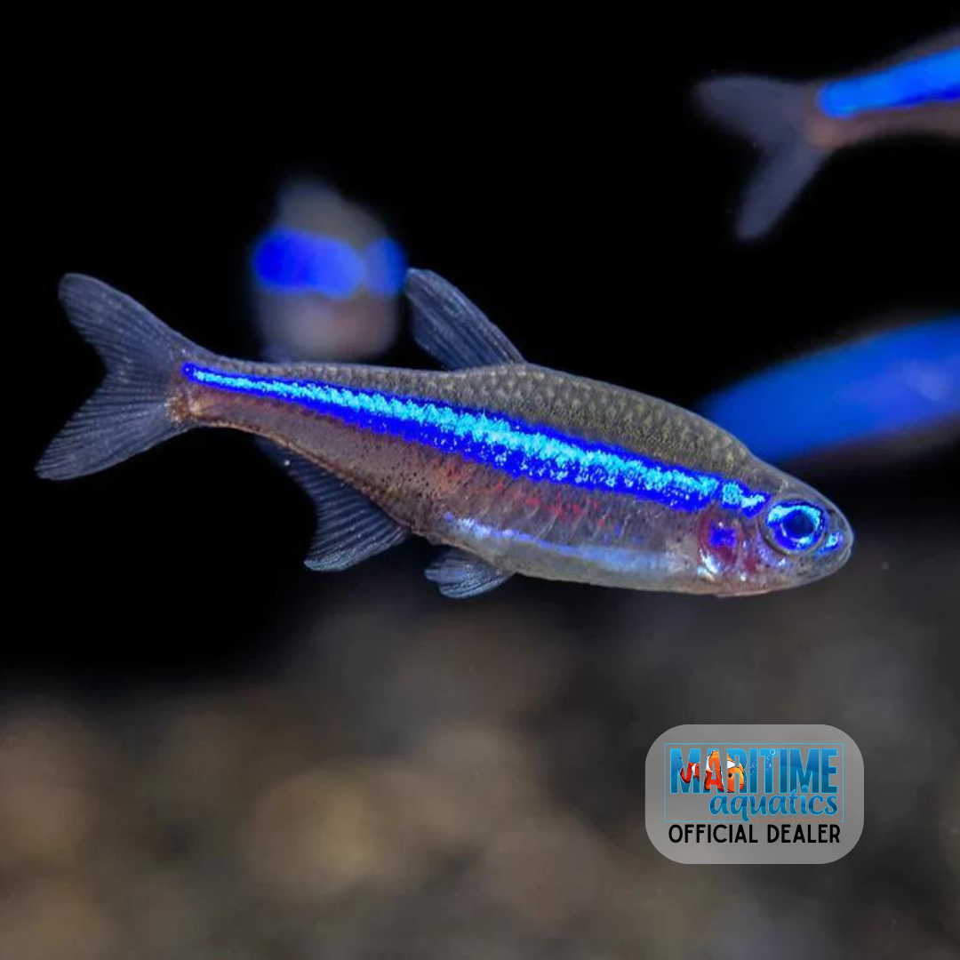 Tetra Green Neon (Paracheirodon simulans)