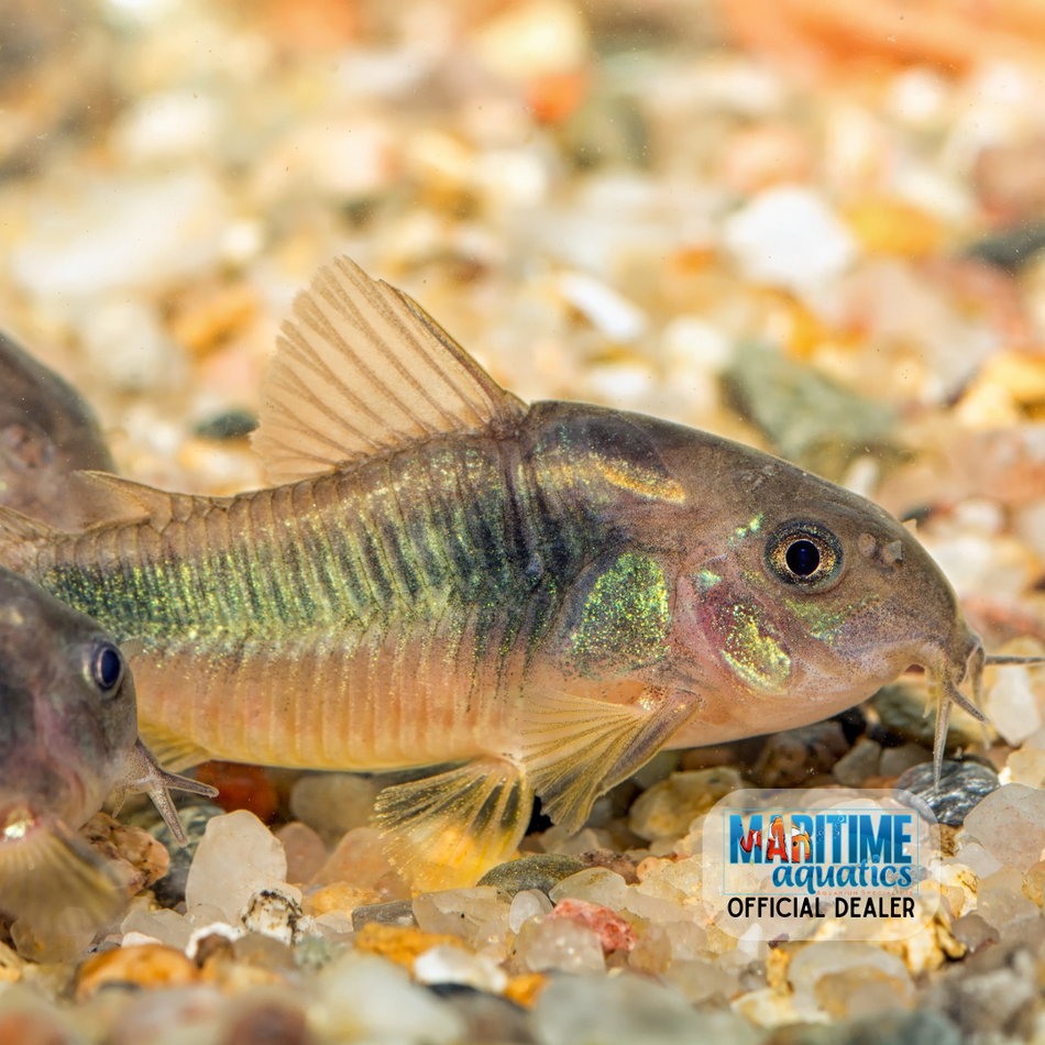 Corydoras Bronze (Corydoras aeneus)