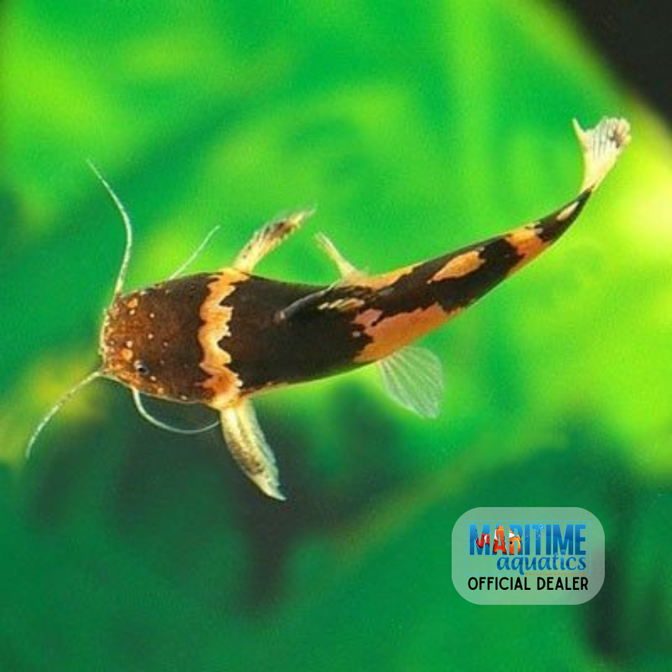 Catfish Bumblebee  (Microglanis iheringi)