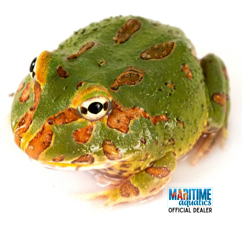 Frog Matcha Horned (Ceratophrys cranwelli)