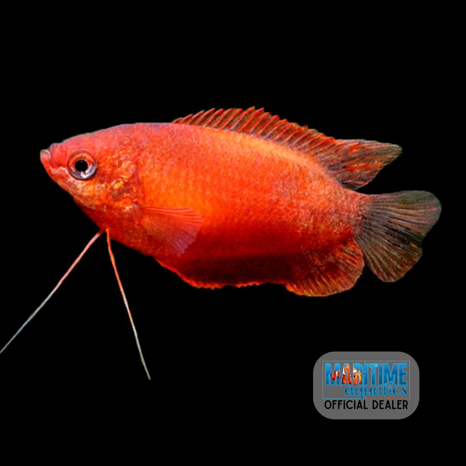 Gourami Red Honey (Colisa chuna)