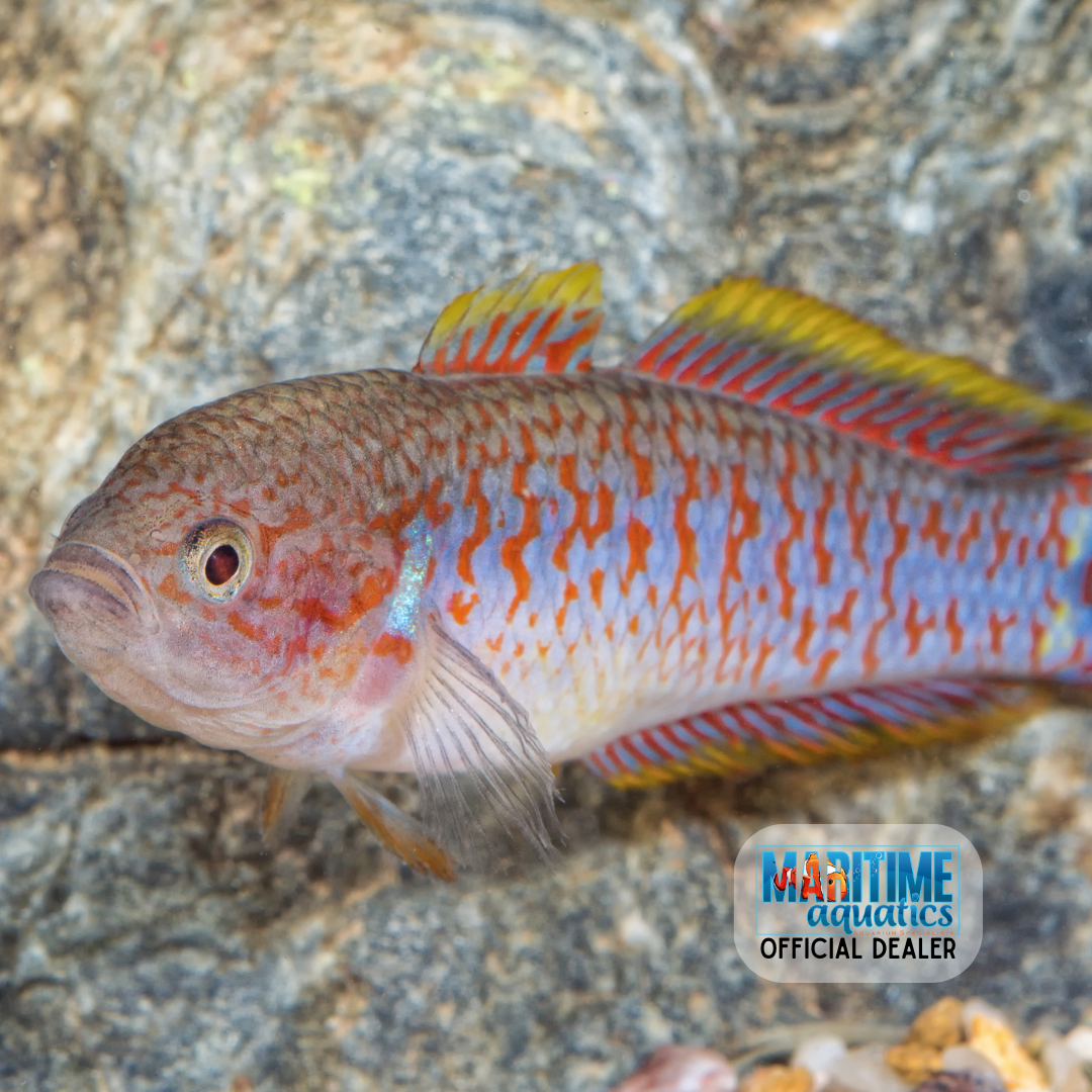 Gudgeon Peacock (Tateurndina ocellicauda)