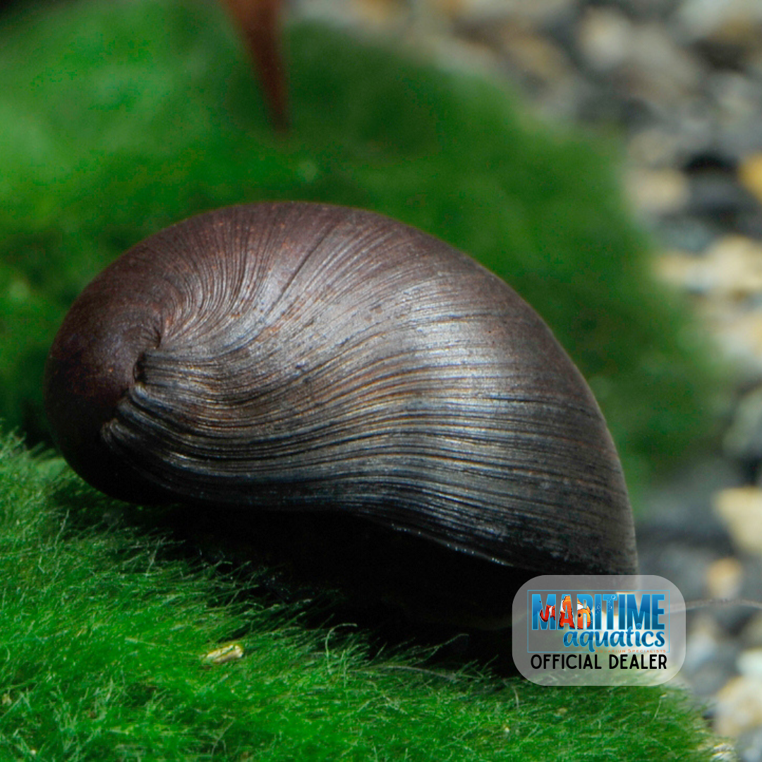 Snail Black Military Helmet (Neritina pulligera)