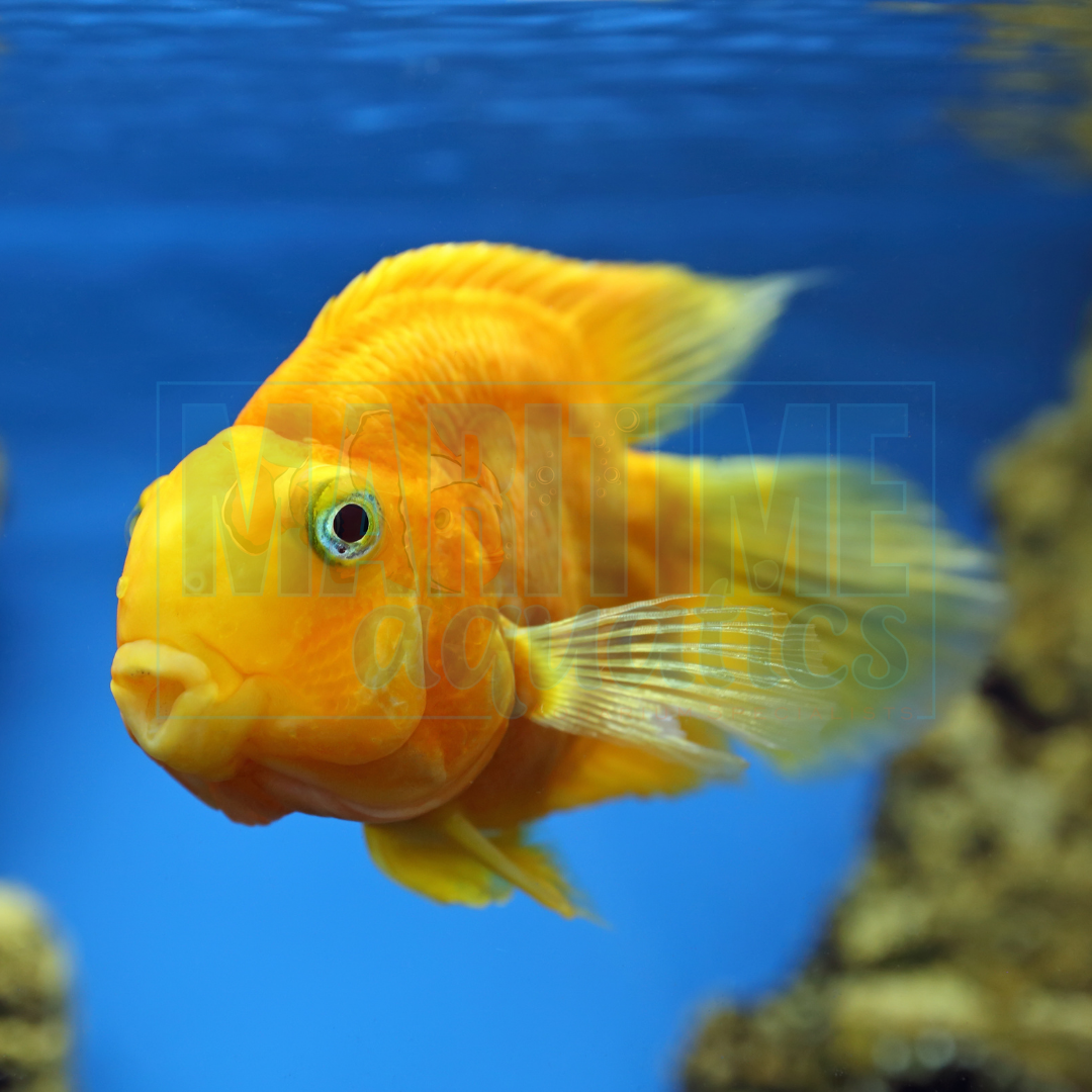 Cichlid Yellow Parrot (Hybrid sp.)