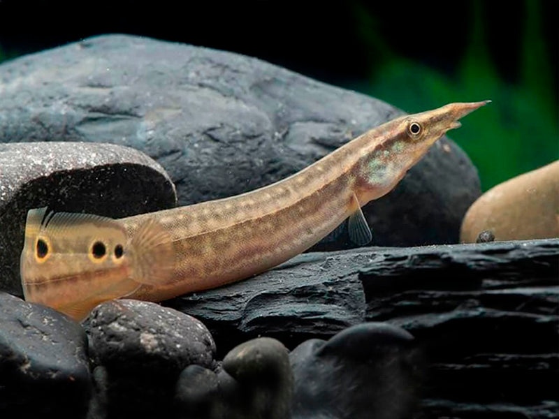 Spotted Spiny Eel (Macrognathus siamensis)