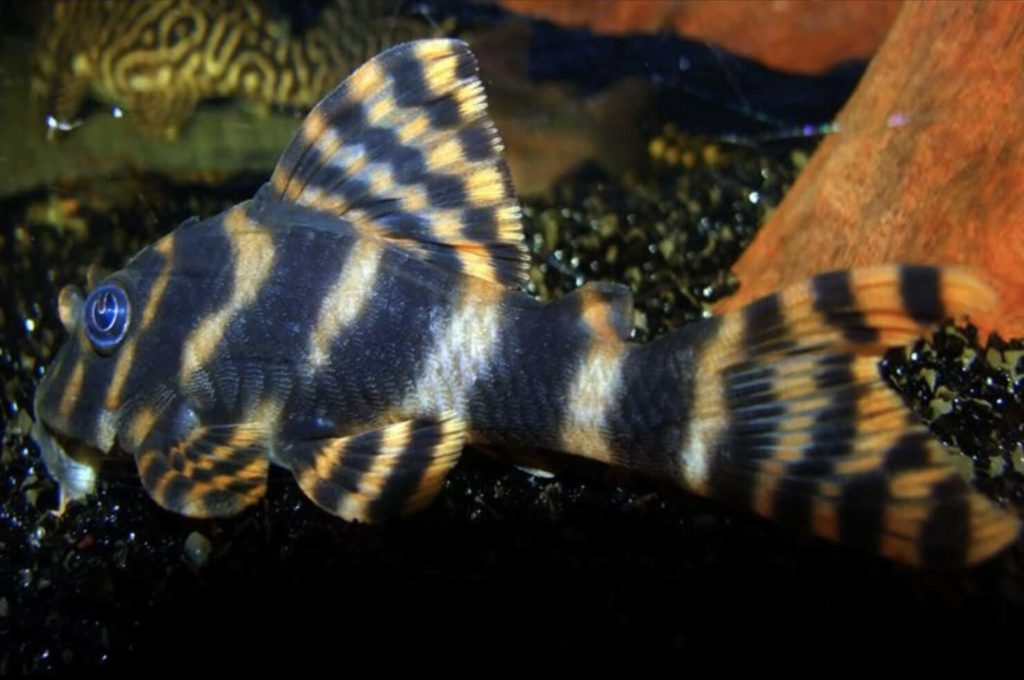 Pleco Clown - L-104 (Panaqolus maccus)