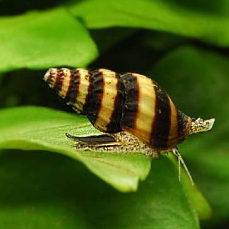 Snail Assassin (Anentome helena)