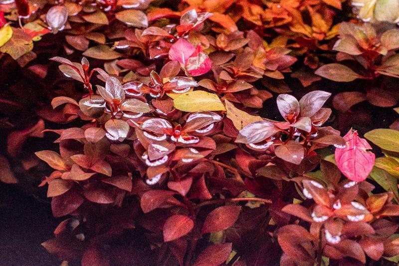 Ludwigia Repens 'Super Red' (Pot)