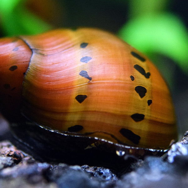 https://www.summitpets.ca/cdn/shop/products/nerite-snail-planted-aquarium_600x600_crop_center.jpg?v=1643595832
