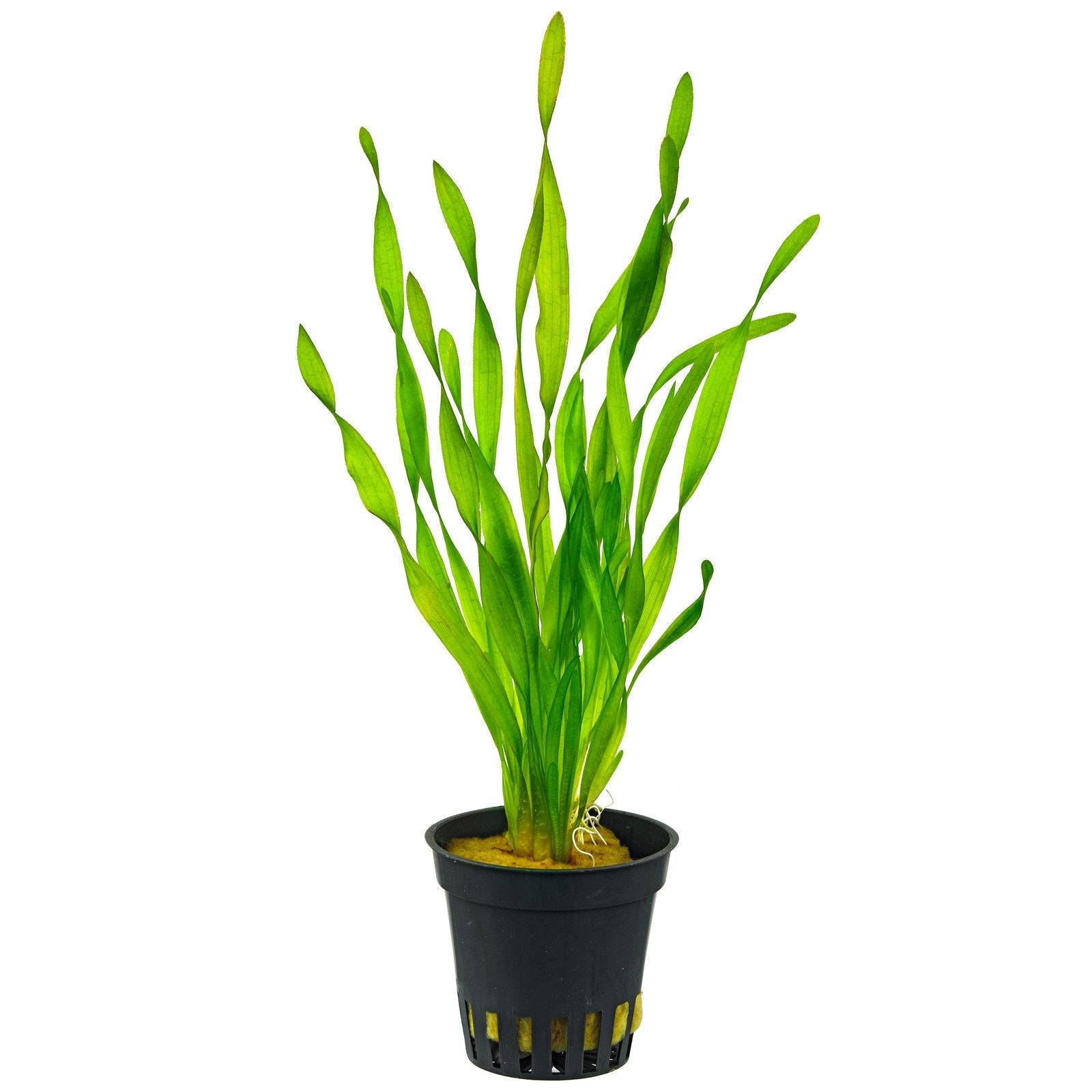 Vallisneria Corkscrew (Vallisneria spiralis 'Tortifolia') (Pot)